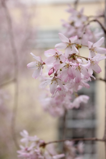 3426-13.3.28一重紅枝垂れ桜　縦アップ.jpg